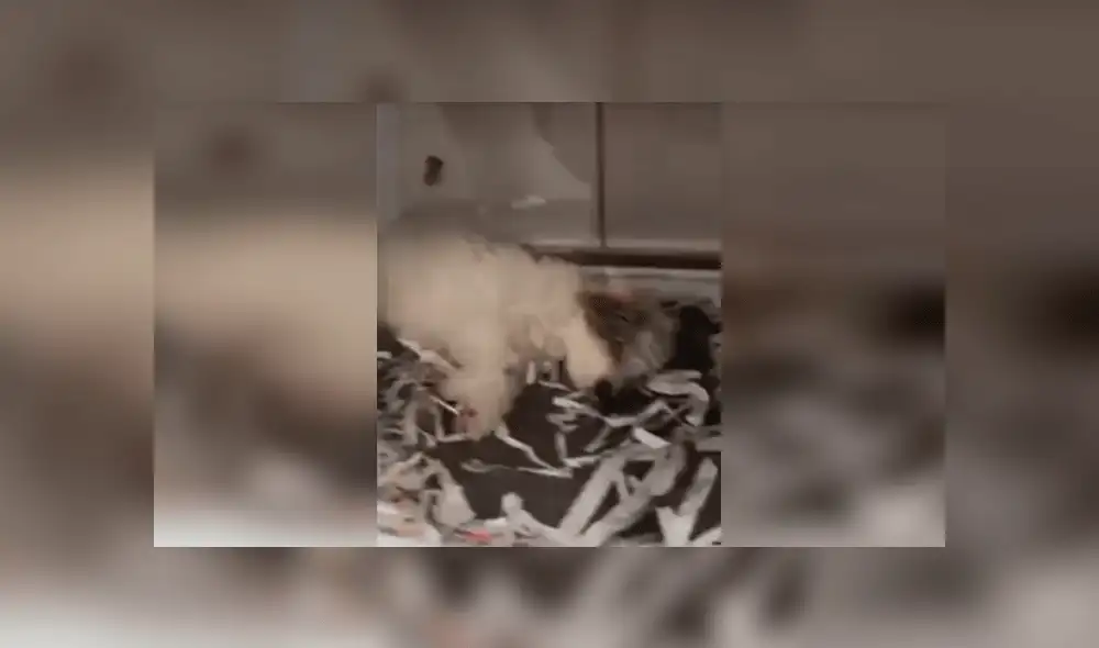 “Este cachorro está drogado”: denuncian a tienda de mascotas por dar sedantes a los perros