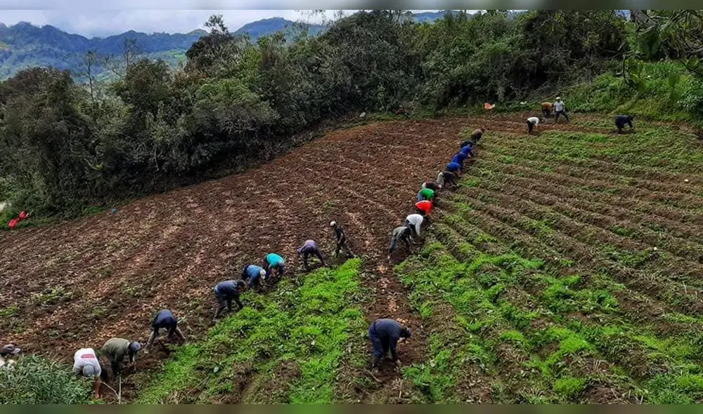 Siembra de papa en Cajamarca Siembra de papa en Cajamarca