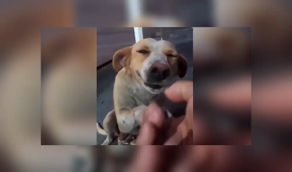 Desliza las imágenes hacia la izquierda para apreciar la conmovedora acción de un perro al recibir ayuda. Desliza las imágenes hacia la izquierda para apreciar la conmovedora acción de un perro al recibir ayuda.