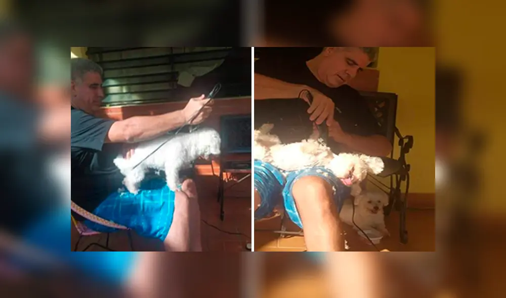 Desliza las imágenes hacia la izquierda para apreciar el inesperado ‘cambio de look’ que sufrieron unos perros. Desliza las imágenes hacia la izquierda para apreciar el inesperado ‘cambio de look’ que sufrieron unos perros.