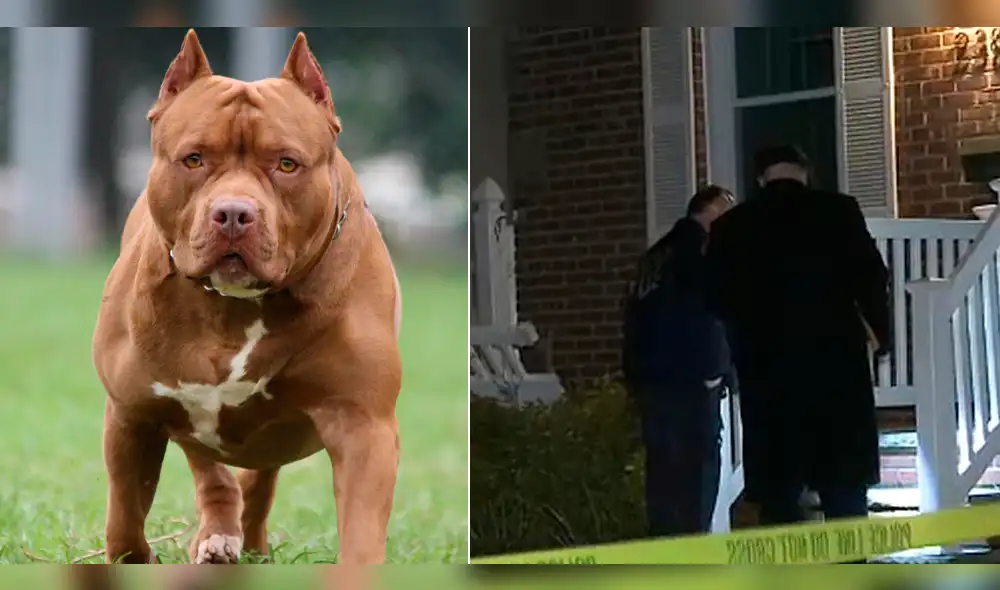EE.UU.: madre y bebé son atacados por dos pitbull y el resultado fue trágico [VIDEO]