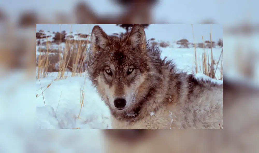 Desliza hacia la izquierda para ver las impactantes imágenes del video viral de Facebook.