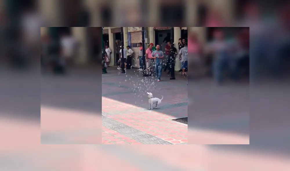 Desliza las imágenes hacia la izquierda para observar la entusiasmada actitud de un perro al jugar con burbujas en la calle.