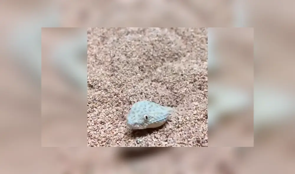 En Facebook, un joven logró captar el preciso instante que una inusual serpiente se oculta al sentir a su presa cerca. En Facebook, un joven logró captar el preciso instante que una inusual serpiente se oculta al sentir a su presa cerca.