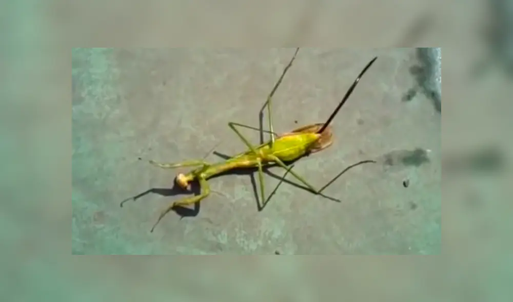 YouTube: Gusano sale del cuerpo de una mantis religiosa tras su muerte