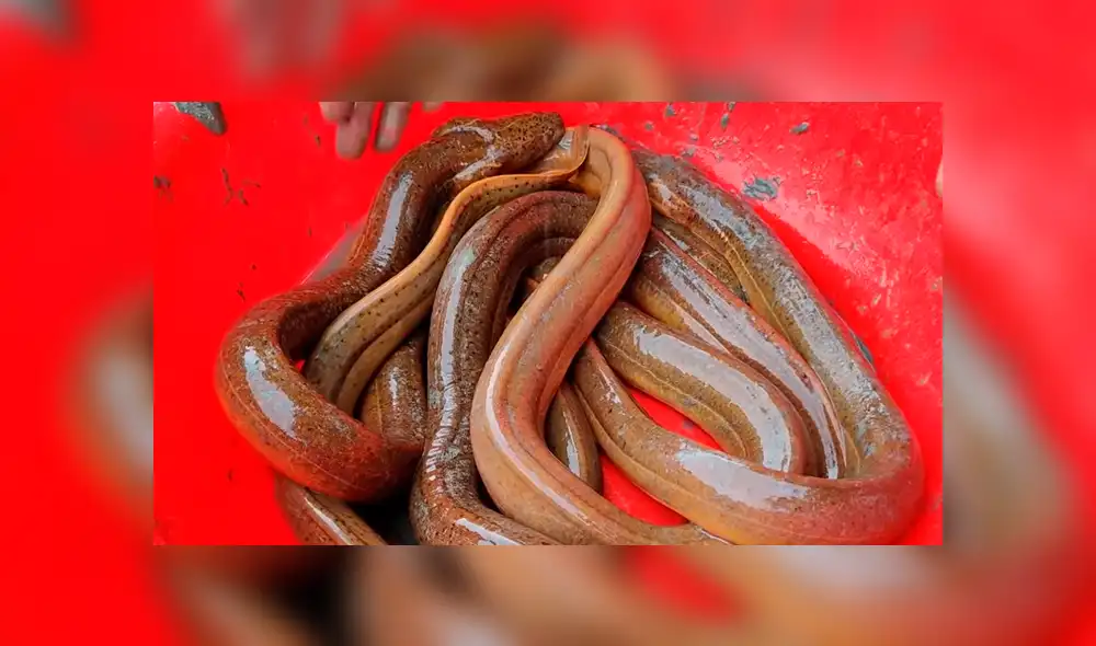 Derrama gran cantidad de tinte en misterioso hueco y aparecen decenas de peligrosos peces. Derrama gran cantidad de tinte en misterioso hueco y aparecen decenas de peligrosos peces.