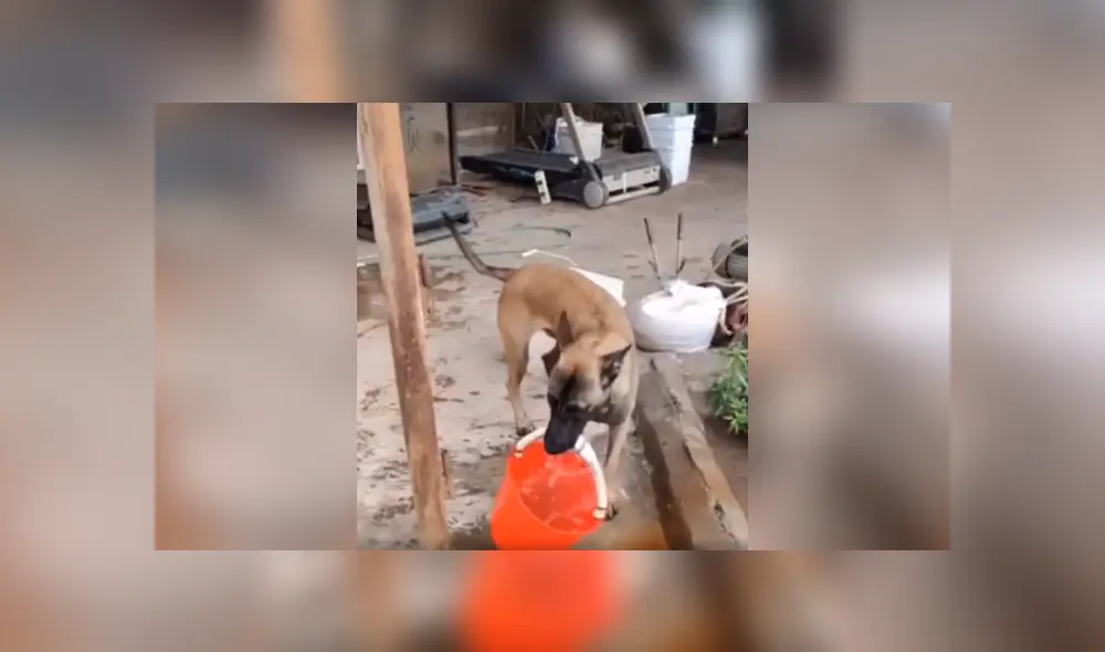 Desliza las imágenes hacia la izquierda para observa la generosa acción de un perro para apoyar a su amo. Foto: Captura.