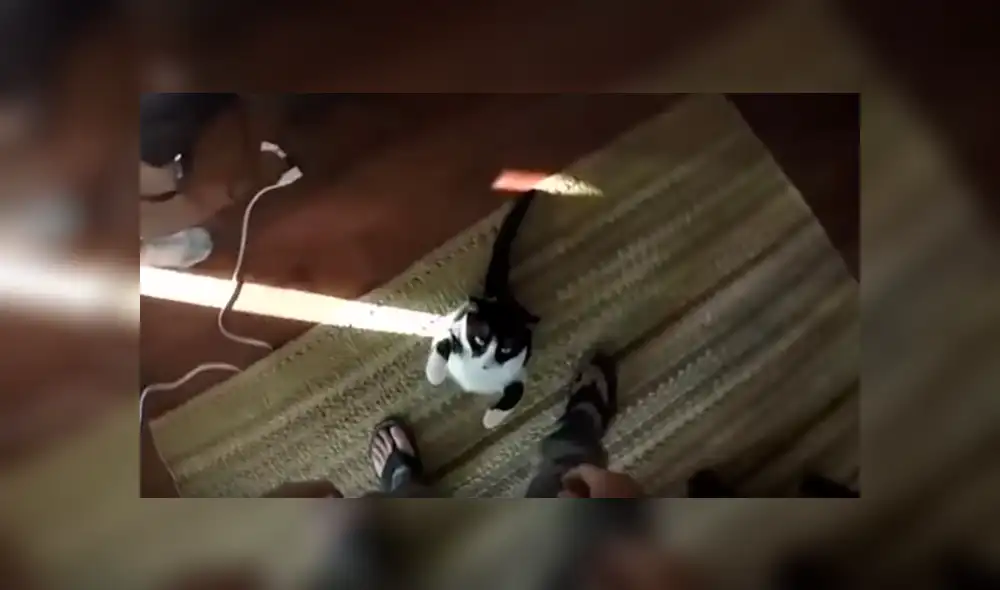 Dueños de la gata grabaron la curiosa conducta que adopta la felina para manifestar que quiere un abrazo Dueños de la gata grabaron la curiosa conducta que adopta la felina para manifestar que quiere un abrazo