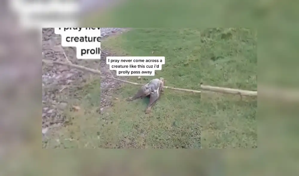 Usuario de TikTok compartió el aterrador hallazgo que hizo en su casa, cuando fue a revisar el patio trasero y encontró una extraña criatura que ha desconcertado a todos. Usuario de TikTok compartió el aterrador hallazgo que hizo en su casa, cuando fue a revisar el patio trasero y encontró una extraña criatura que ha desconcertado a todos.
