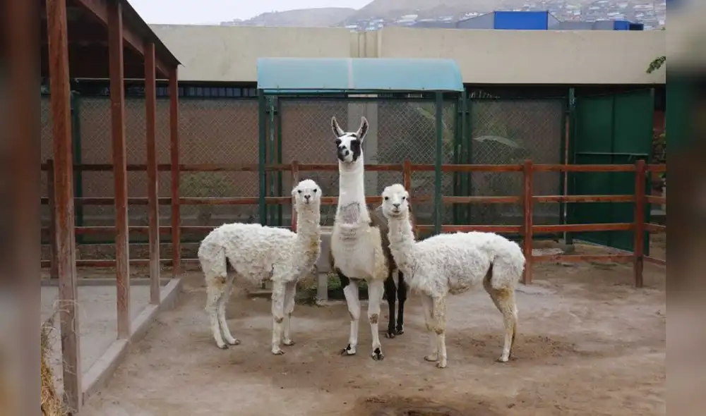 INS desarrollará tratamiento contra el COVID-19 utilizando nanoanticuerpos de una llama peruana. Foto: Flavio Matos/La República.