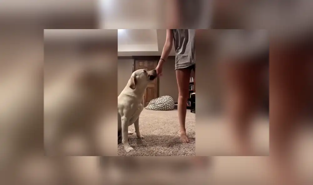 Desliza las imágenes para ver cómo un perro apoya a su dueño y ordena las cosas en su hogar. Foto: Captura. Desliza las imágenes para ver cómo un perro apoya a su dueño y ordena las cosas en su hogar. Foto: Captura.