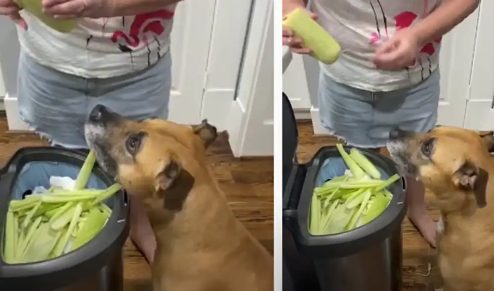 Desliza hacia la izquierda para ver las imágenes del video viral. Foto: captura de YouTube.