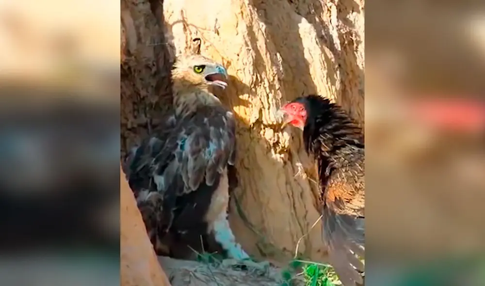 Desliza las imágenes para apreciar el momento en que una gallina se enfrenta a un águila para salvar a sus bebés. Foto: Captura de YouTube