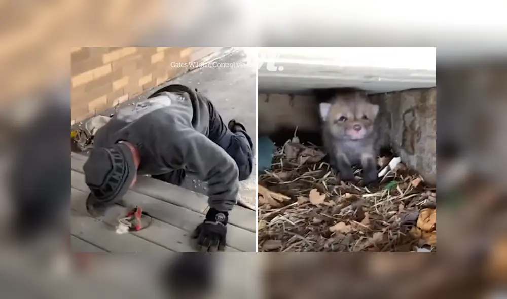 Un hombre rescató a siete zorros bebés que habían sido abandonados. Foto: Facebook. Un hombre rescató a siete zorros bebés que habían sido abandonados. Foto: Facebook.