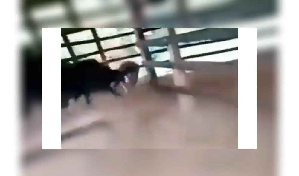 Facebook viral - vaca - torero viral Facebook viral - vaca - torero viral