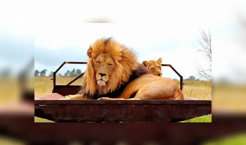 Cazadores descuartizan leones y venden sus partes para pociones de magia negra [FOTOS]