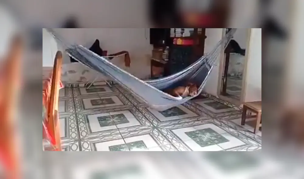En Facebook, un joven se llevó tremenda sorpresa al descubrir que su perro se subió a la hamaca colocada en su sala. En Facebook, un joven se llevó tremenda sorpresa al descubrir que su perro se subió a la hamaca colocada en su sala.