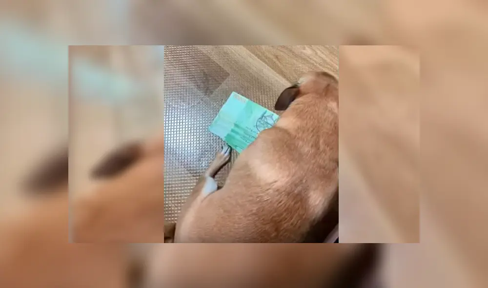 El dueño del can grabó la peculiar conducta de su mascota cada vez que se acercaban a un fajo de billetes de su pertenecía. La graciosa escena se hizo viral en Facebook y YouTube El dueño del can grabó la peculiar conducta de su mascota cada vez que se acercaban a un fajo de billetes de su pertenecía. La graciosa escena se hizo viral en Facebook y YouTube