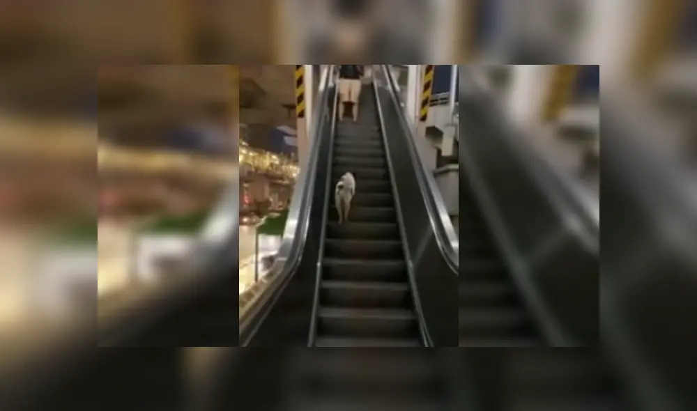Desliza las imágenes para ver más del gracioso comportamiento que tuvo este perrito al probar las escaleras eléctricas. (Foto: captura)