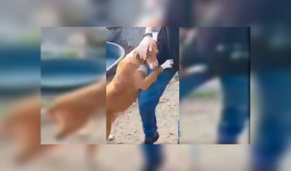Video es viral en Facebook. Periodista fue sorprendido por la conmovedora conducta de un can cuando acudió a un refugio de perros abandonados para realizar un reportaje