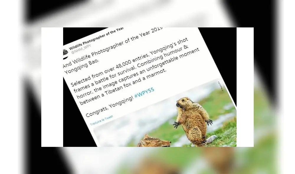 Yong Quin Bao Yong Quin Bao