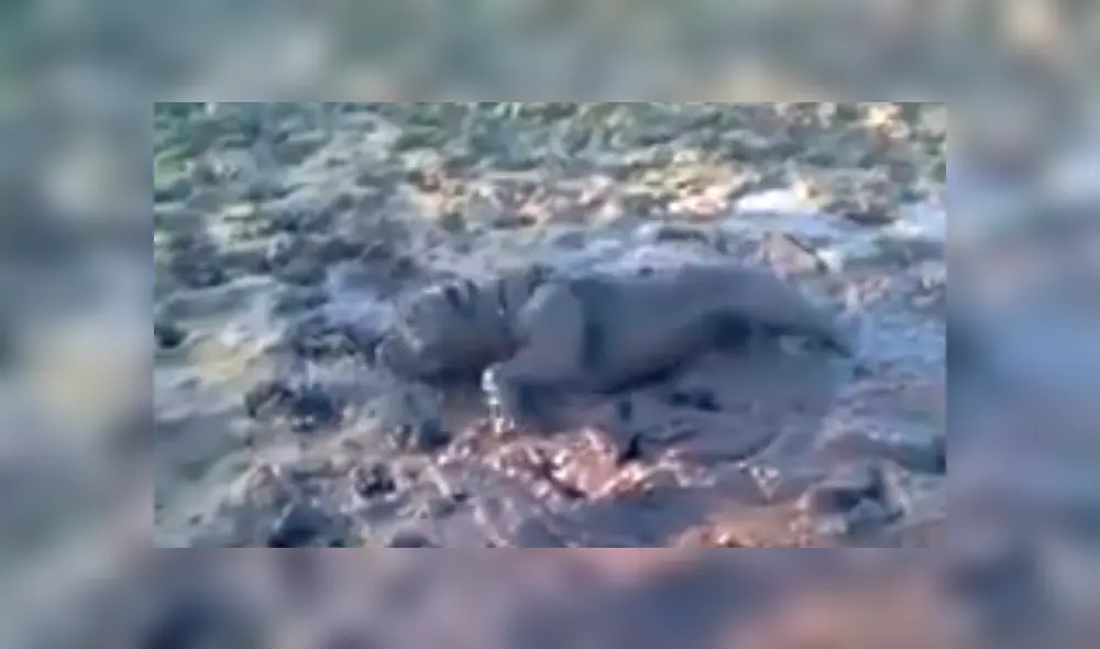 Facebook viral: Creyeron que el perro había muerto, pero estaba más ‘vivo’ que ellos [VIDEO]