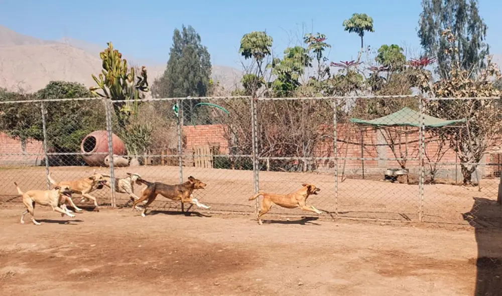Perritos de albergue Wasi Wau necesitan ayuda para recolectar dinero destinado a sus alimentos. Foto: Por amor a las mascotas