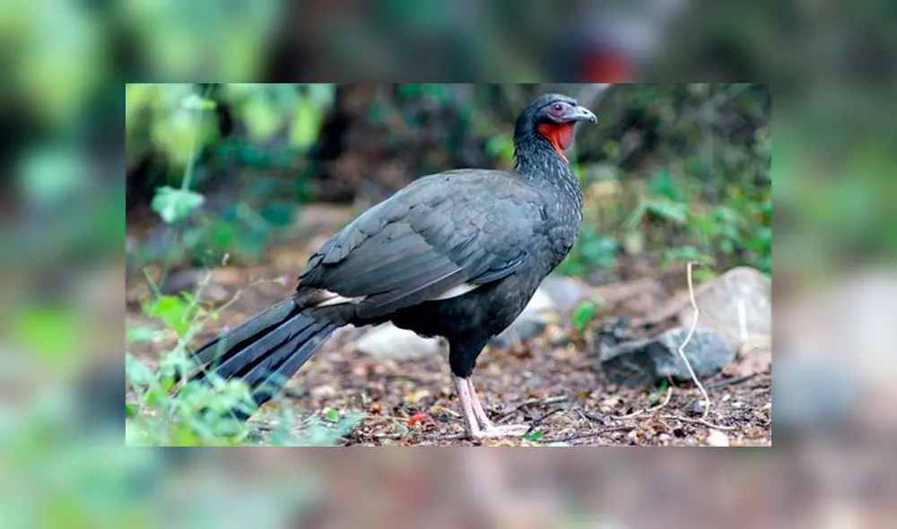 20 Animales en peligro de extinción y extintos en Perú 2019 [FOTOS]