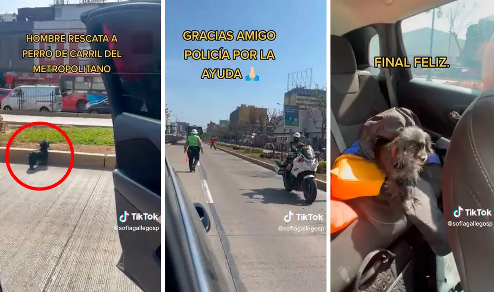 Agentes policiales y choferes del Metropolitano se unieron para ayudar a rescatar al indefenso animal. Foto: composición LR/TikTok/@sofiagallegosp Agentes policiales y choferes del Metropolitano se unieron para ayudar a rescatar al indefenso animal. Foto: composición LR/TikTok/@sofiagallegosp