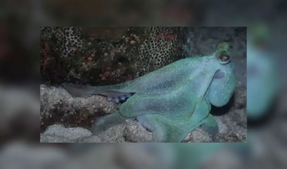 Desliza para descubrir cómo un pulpo dejó a una mujer buzo totalmente maravillada. Foto: Captura. Desliza para descubrir cómo un pulpo dejó a una mujer buzo totalmente maravillada. Foto: Captura.