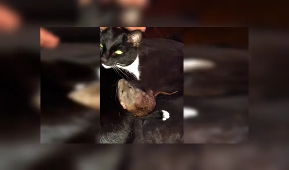 En Facebook, un gato protegió a una pequeña rata y le brindó unas amorosas caricias que cautivaron a su dueña.