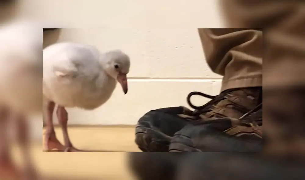 En Facebook, un pequeño flamingo cautivó con sus primeros pasos tras superar sus problemas al nacer. En Facebook, un pequeño flamingo cautivó con sus primeros pasos tras superar sus problemas al nacer.