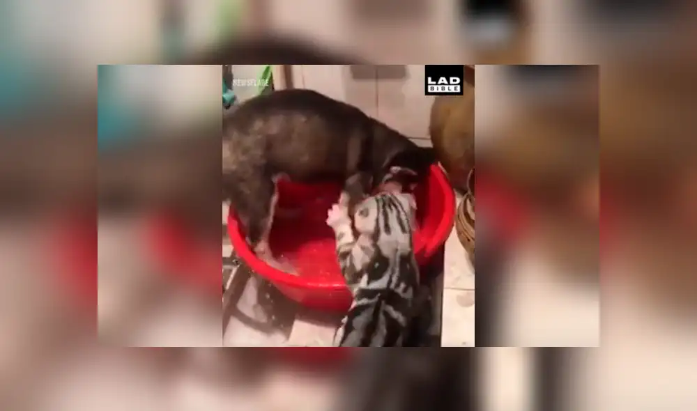 Facebook viral: gato descubre a perro 'malcriado' causar destrozos en su bañera y así lo reprende [VIDEO] 