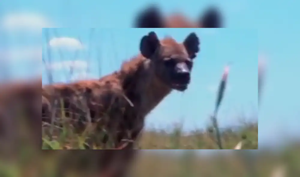 YouTube: Una hiena encontró la muerte al ingresar por error a un campo de leones [VIDEO]