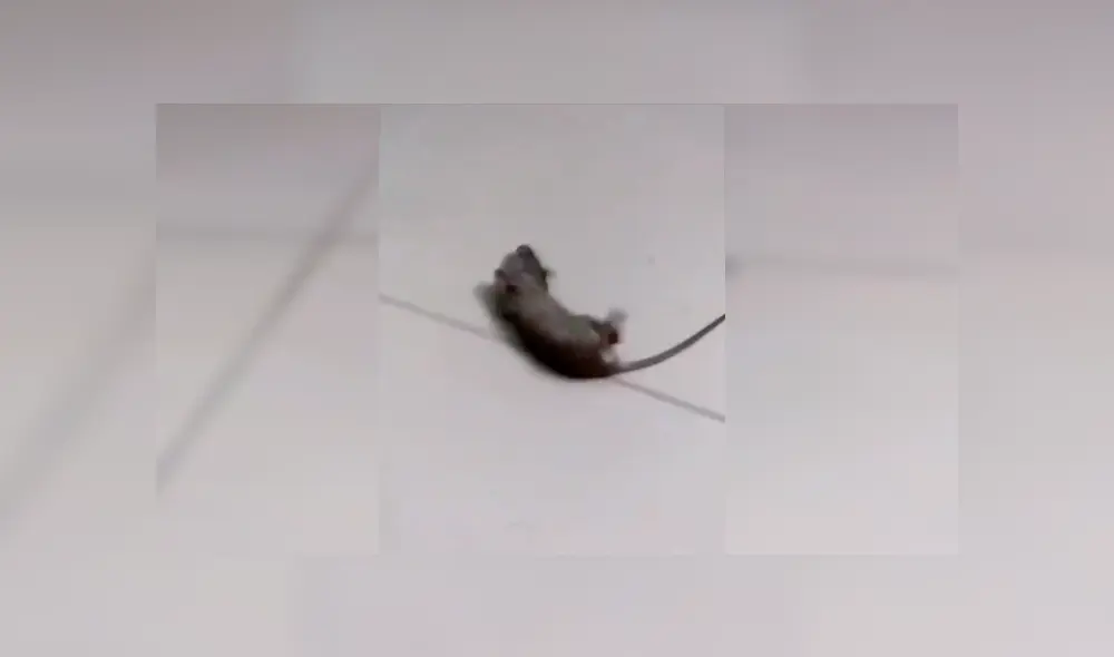 Facebook viral: ratón se hace el muerto para no ser 'asesinado' por el dueño de la casa [VIDEO]
