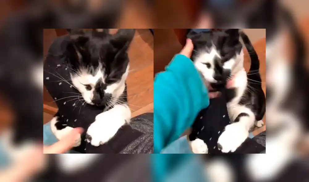 Facebook viral: joven es atacada por su gato en pleno 'momento íntimo' [VIDEO]