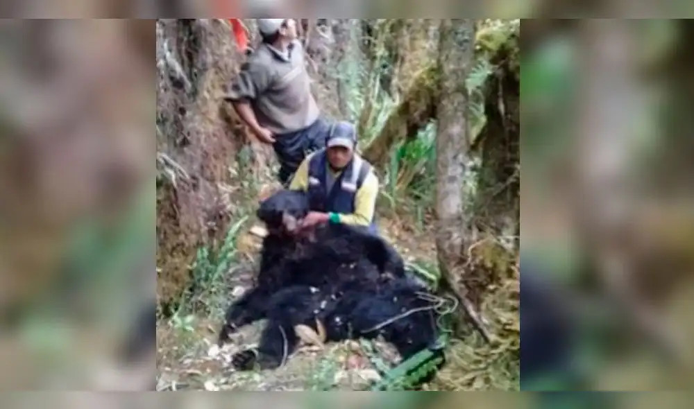 Facebook: Imágenes de oso andino degollado provoca conmoción en Cusco