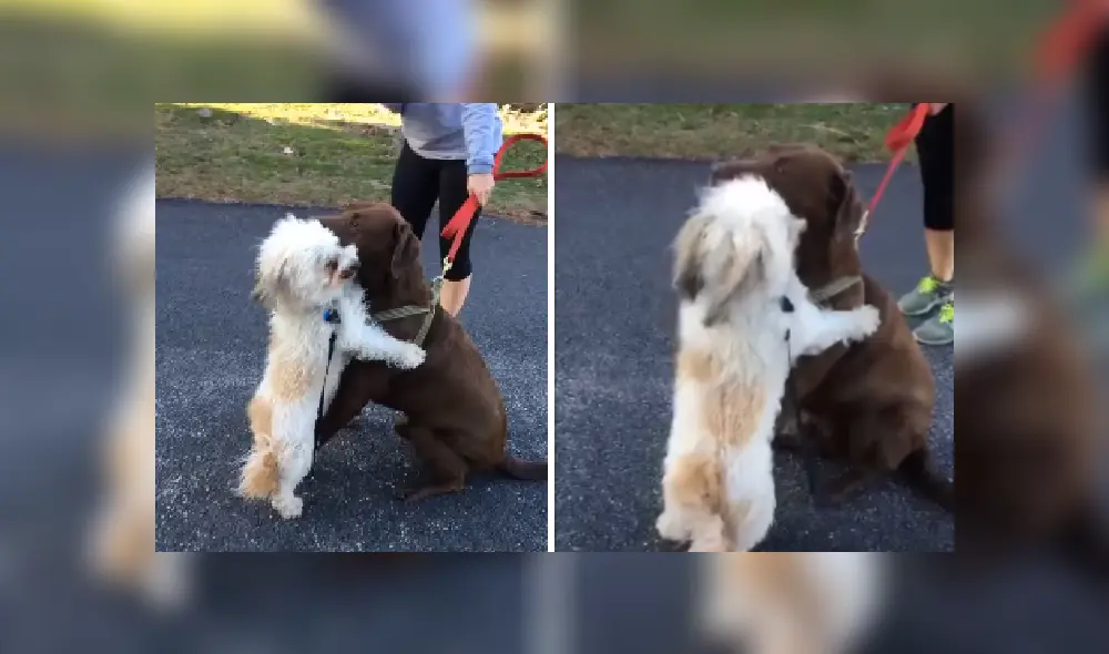 Desliza las imágenes para ver más detalles de esta tierna escena que es viral en YouTube. Desliza las imágenes para ver más detalles de esta tierna escena que es viral en YouTube.