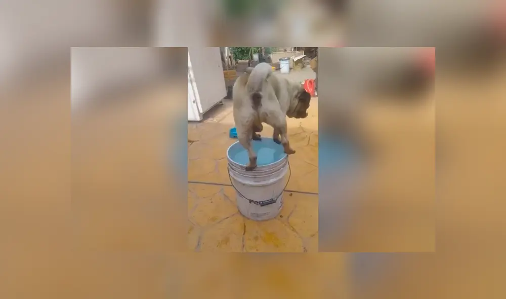 Desliza las imágenes para descubrir la travesura que cometió un perro durante la ausencia de su dueña. Desliza las imágenes para descubrir la travesura que cometió un perro durante la ausencia de su dueña.