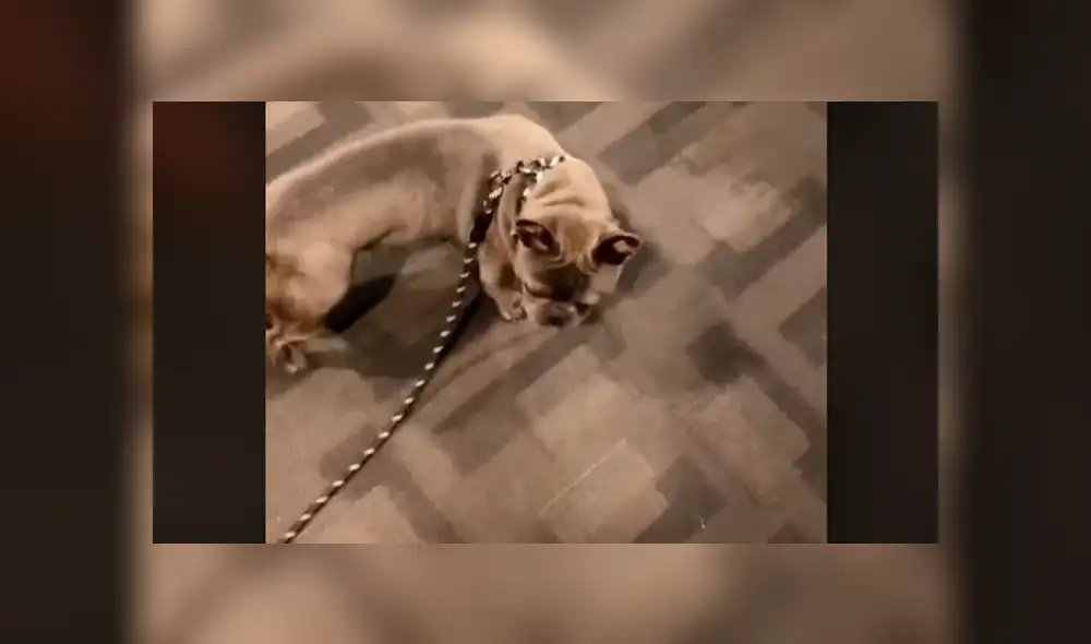 Mira la secuencia deslizando la imagen. Foto: kxam1 / TikTok Mira la secuencia deslizando la imagen. Foto: kxam1 / TikTok