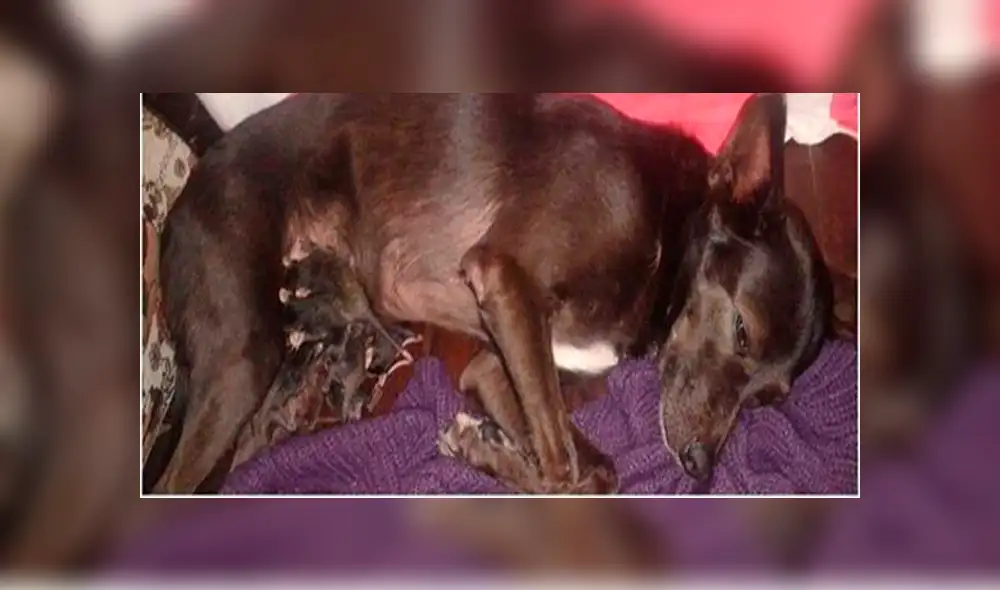 Desliza para ver los detalles de esta historia viral de Facebook. Foto: Captura. Desliza para ver los detalles de esta historia viral de Facebook. Foto: Captura.