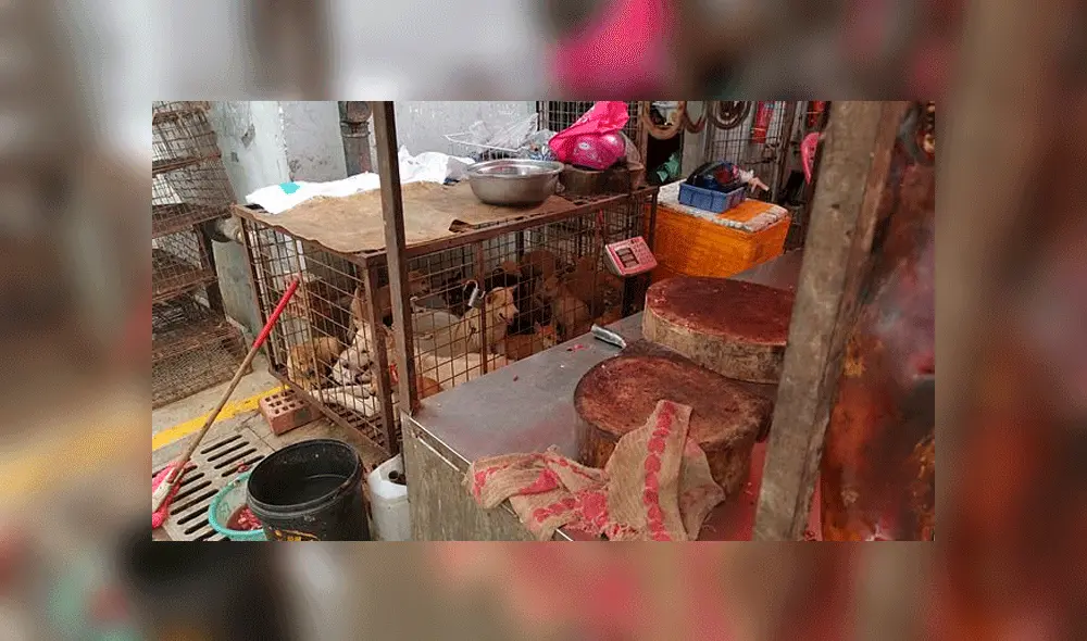 Los cachorros estaban a punto de ser sacrificados y vendidos como carne. Foto: Daily Mail.