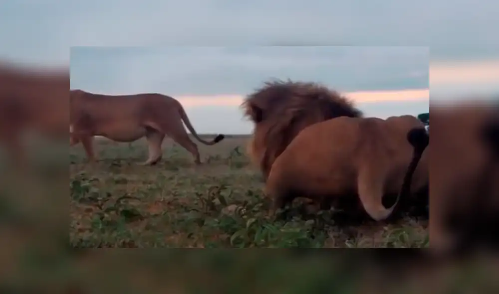 YouTube: Una hiena encontró la muerte al ingresar por error a un campo de leones [VIDEO]