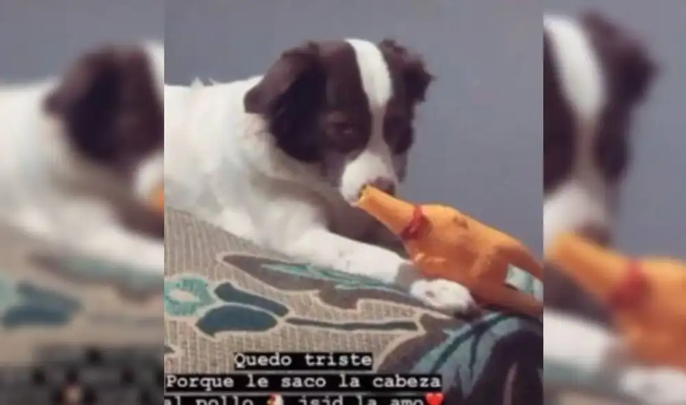 La perrita agachó su mirada y se puso triste tras cometer su travesura. Foto: Captura/TikTok La perrita agachó su mirada y se puso triste tras cometer su travesura. Foto: Captura/TikTok