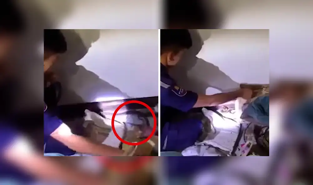 El rescatista halló la verdadera identidad de la criatura venenosa.