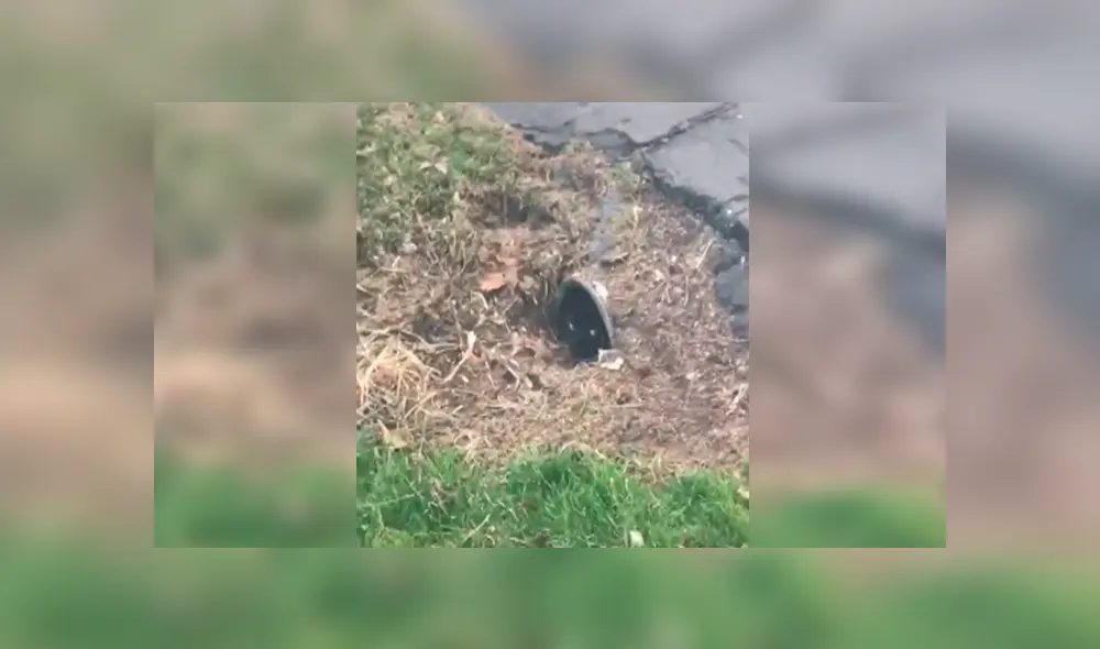 Desliza las imágenes para observar a un gato escondido en una tubería que llamó la atención por su sobrepeso. Desliza las imágenes para observar a un gato escondido en una tubería que llamó la atención por su sobrepeso.