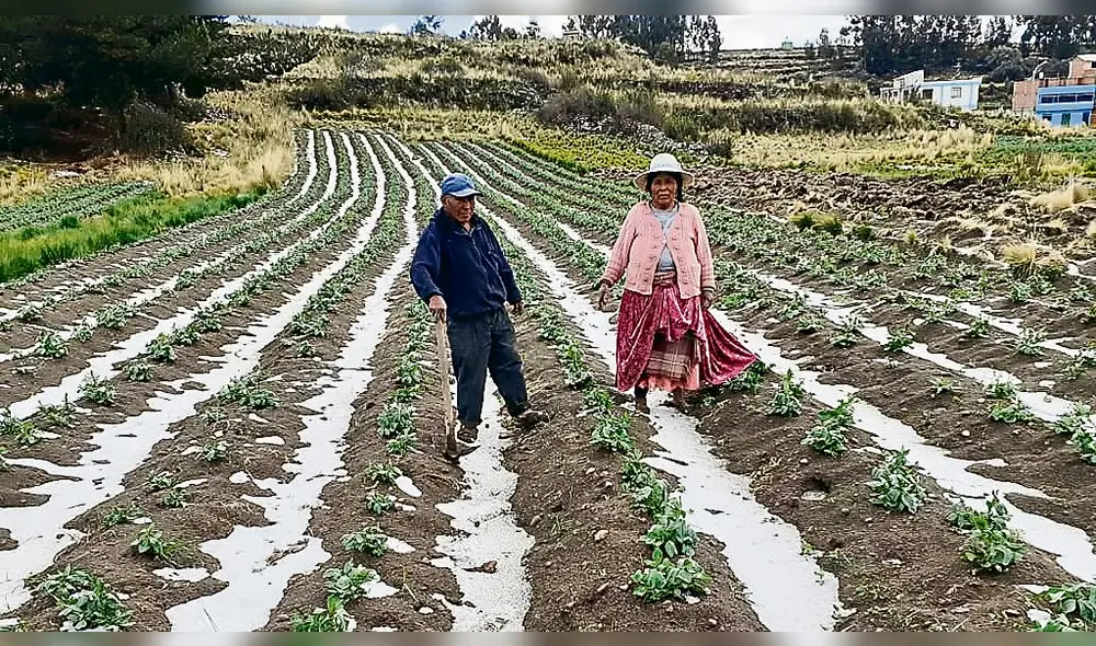 afectados. Agricultores mostraron sembríos dañados. afectados. Agricultores mostraron sembríos dañados.
