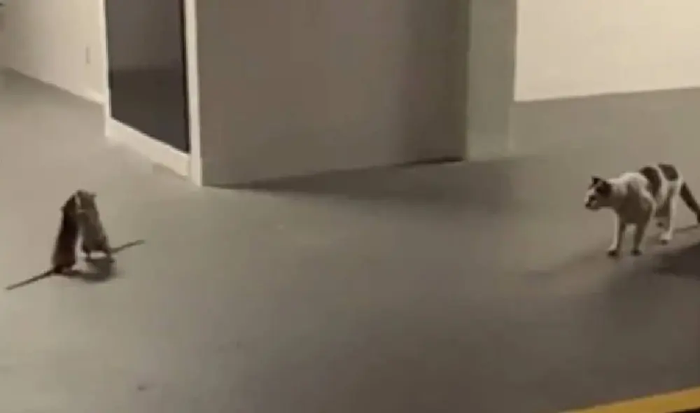 El gato se convirtió en un mero espectador de la brutal pelea. Foto: Captura/Facebook/Cheez Goh