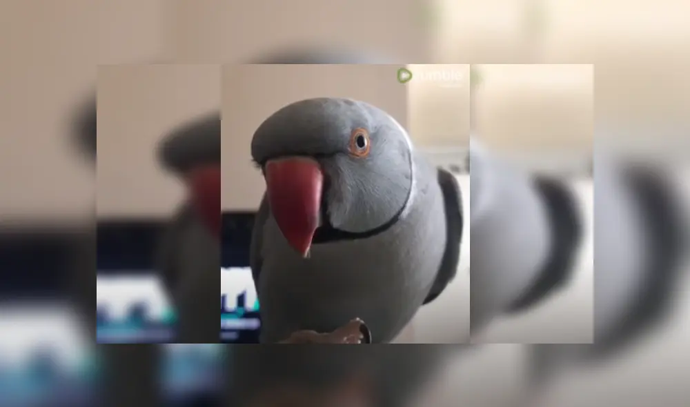 Desliza las imágenes para ver más detalles de esta escena que es viral en YouTube. Desliza las imágenes para ver más detalles de esta escena que es viral en YouTube.