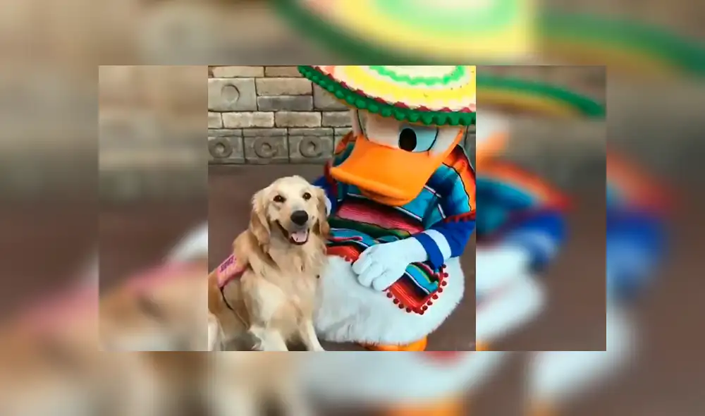 En YouTube, un perro acudió con su familia a un centro de diversiones de Disney y se encontró con el ‘Pato Donald’. En YouTube, un perro acudió con su familia a un centro de diversiones de Disney y se encontró con el ‘Pato Donald’.